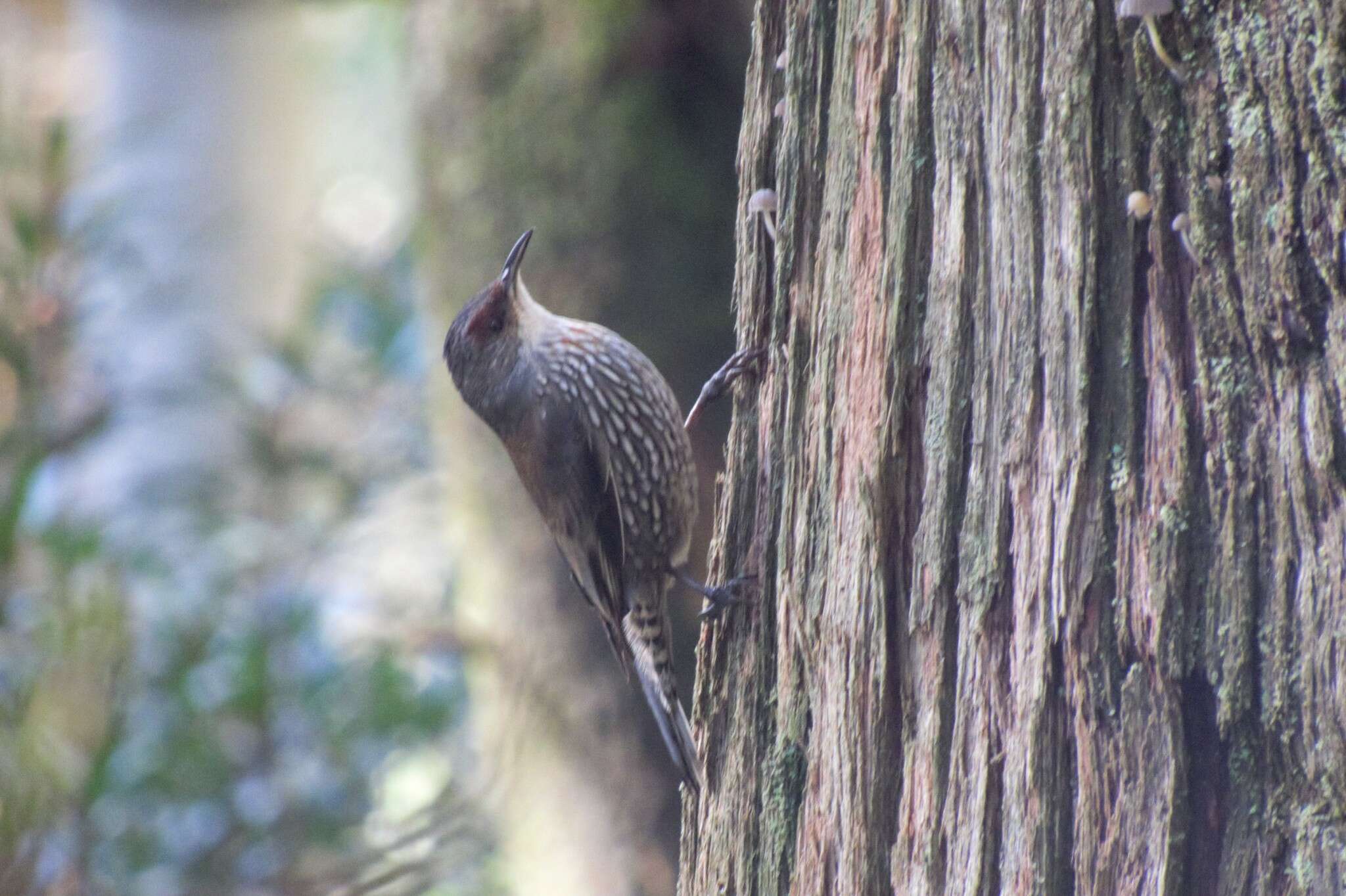 Image of Red-browed Treecreeper