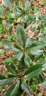 Image of Berberis pseudoilicifolia Skottsb.