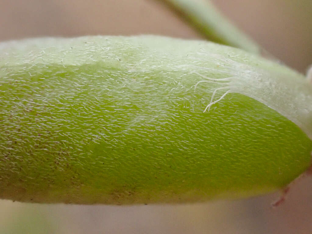 Image of Salinas milkvetch