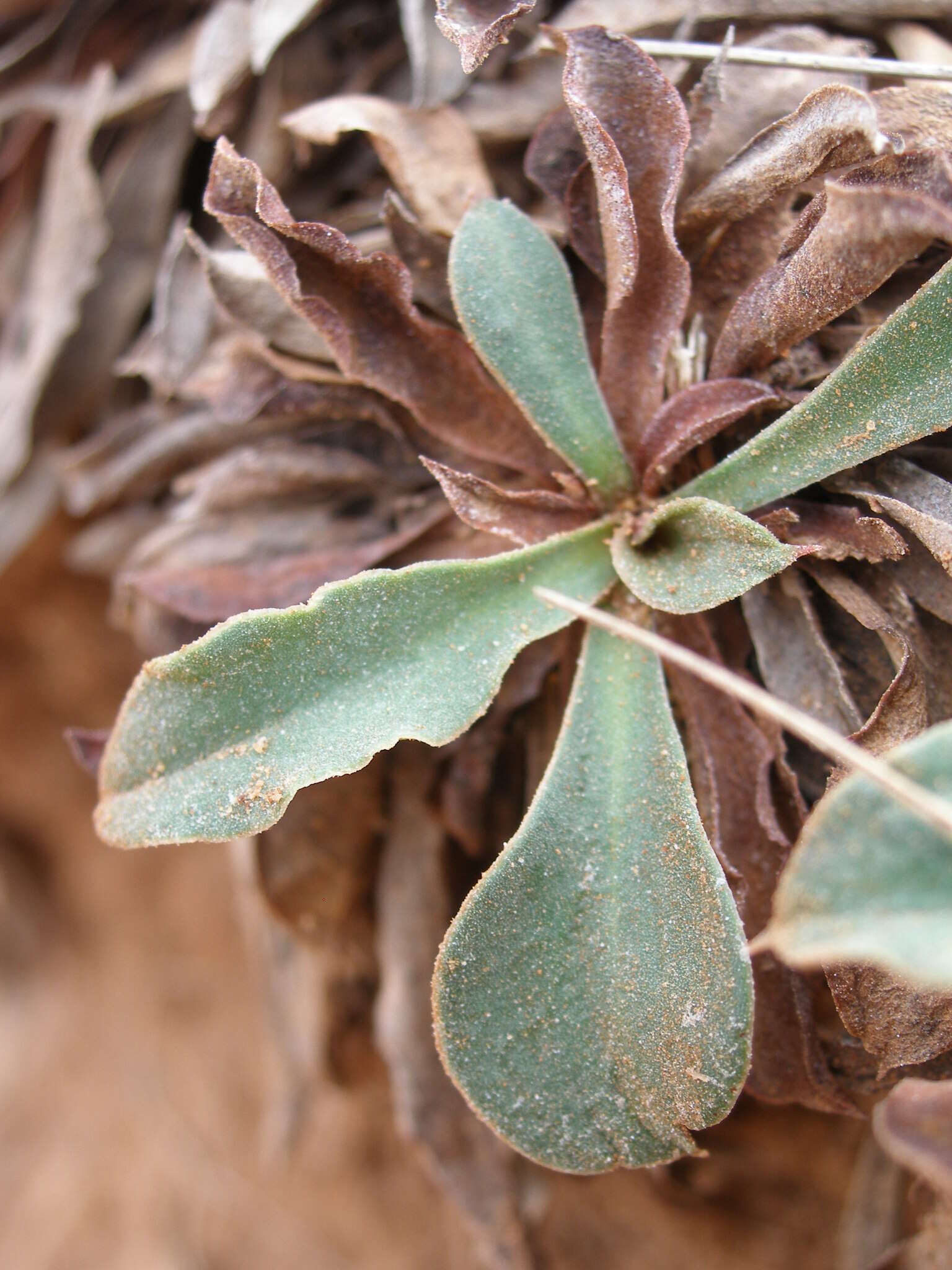 Image of Goniolimon dalmaticum (C. Presl) Rchb. fil.