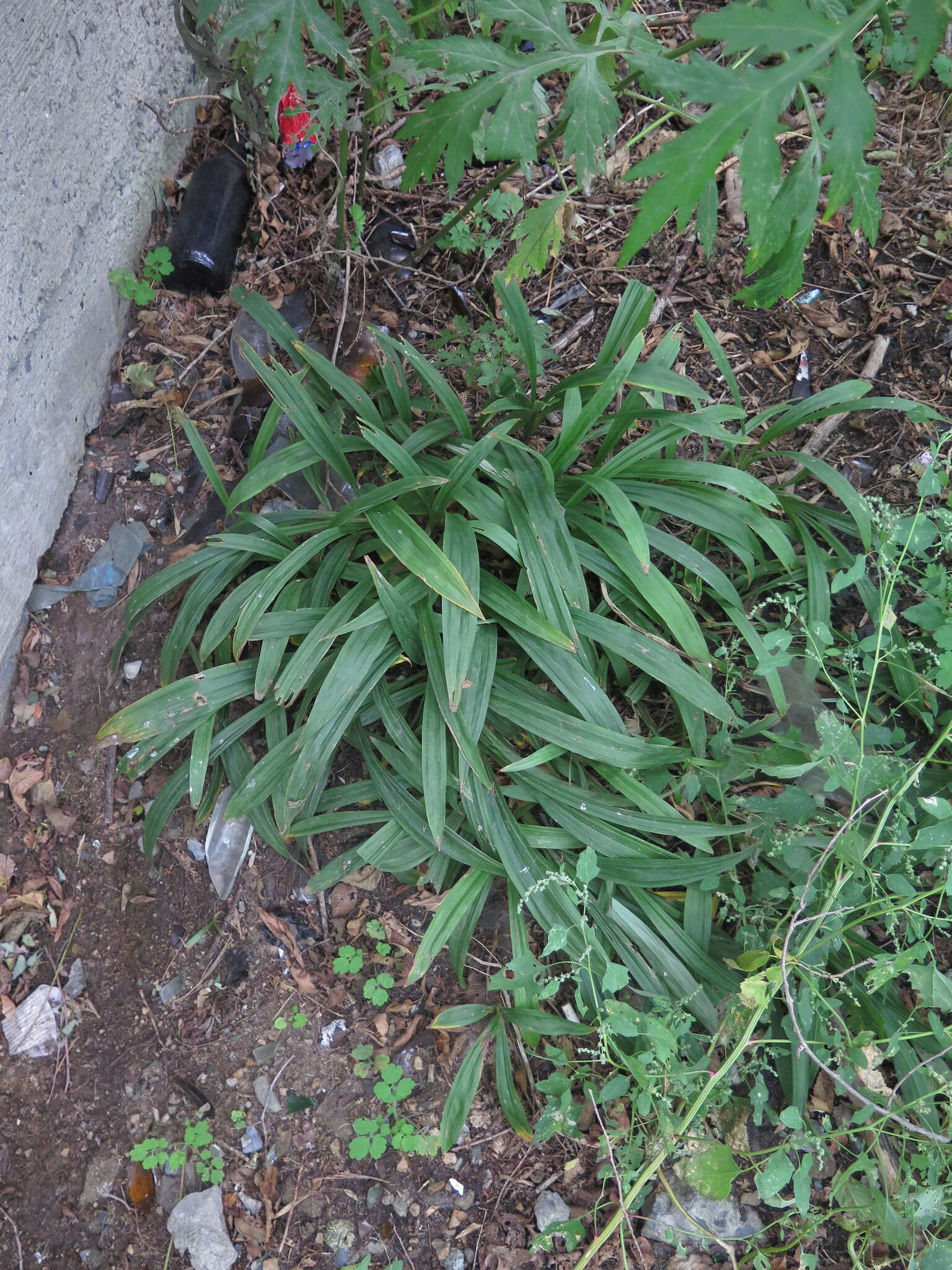 Image of Carex siderosticta Hance