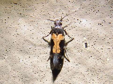 Image of Red-necked Peanutworm Moth