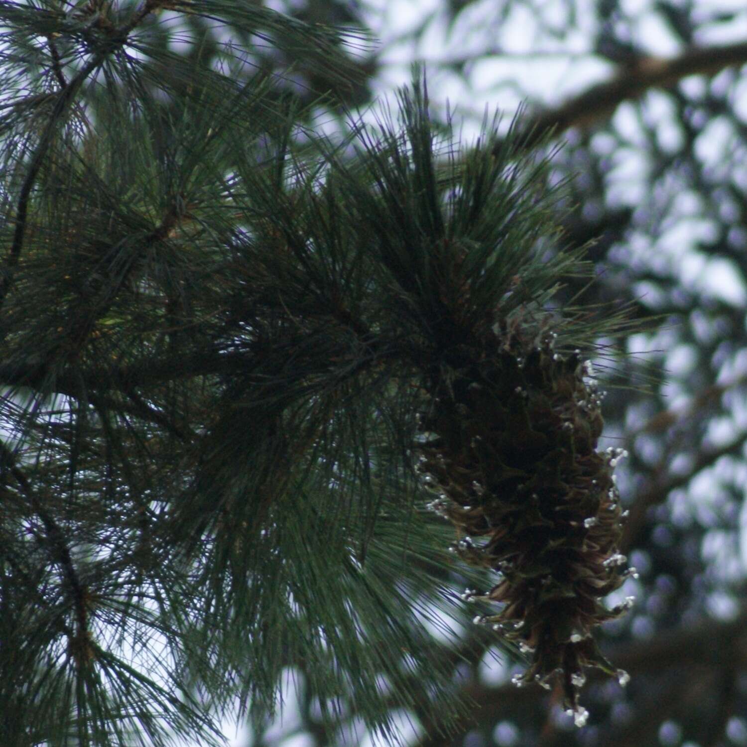 Слика од Pinus ayacahuite Ehrenb. ex Schltdl.