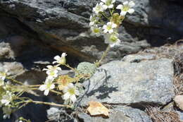 Imagem de Saxifraga valdensis DC.