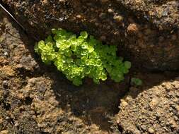 Image of Pilea peploides (Gaudich.) Hook. & Arn.