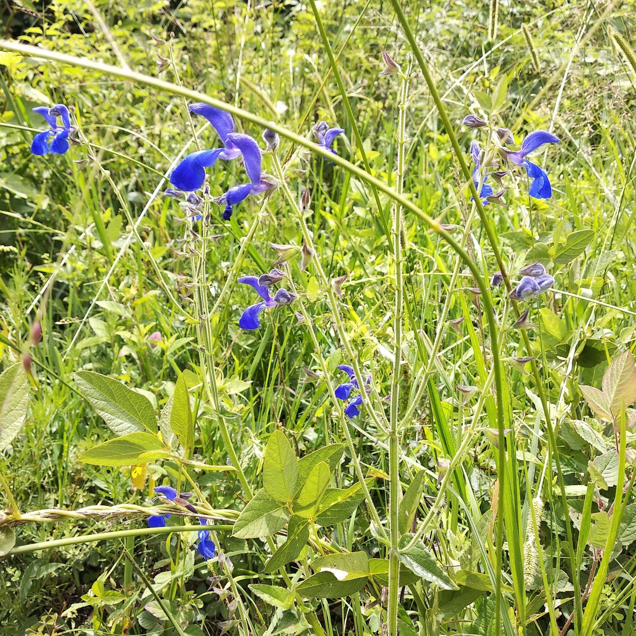 Salvia vitifolia Benth. resmi