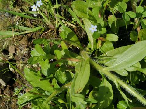 Sivun Myosotis stolonifera (DC.) Leresche & Levier kuva