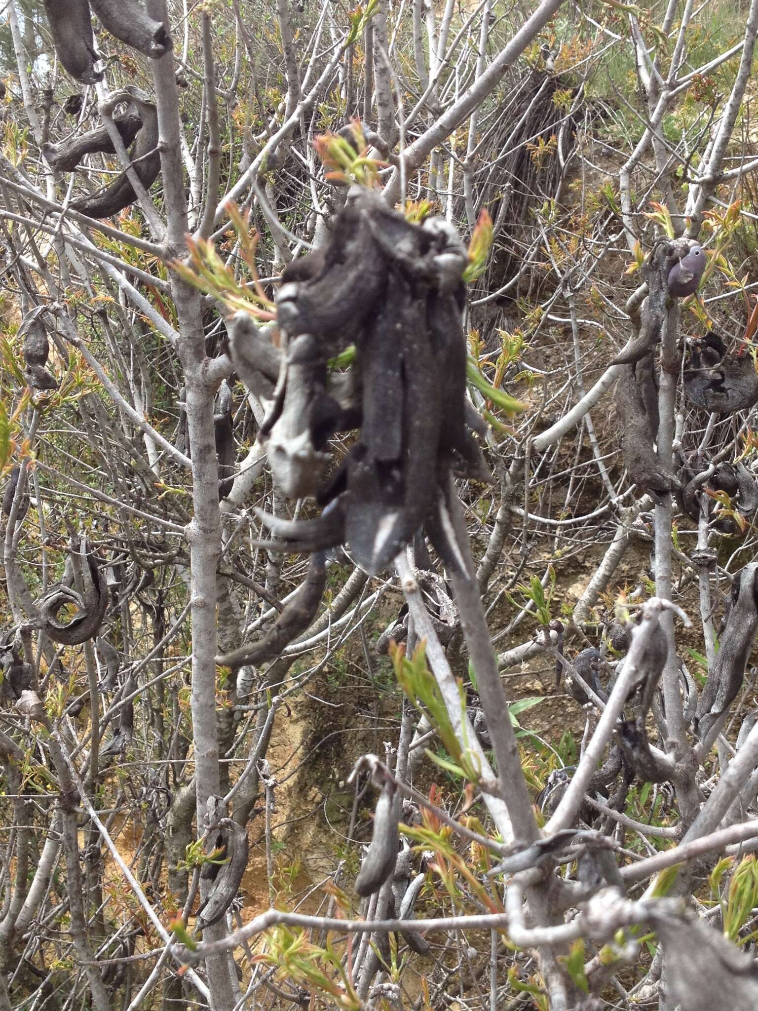 Image of Cyprus turpentine