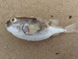 Image of Halstead's Toadfish