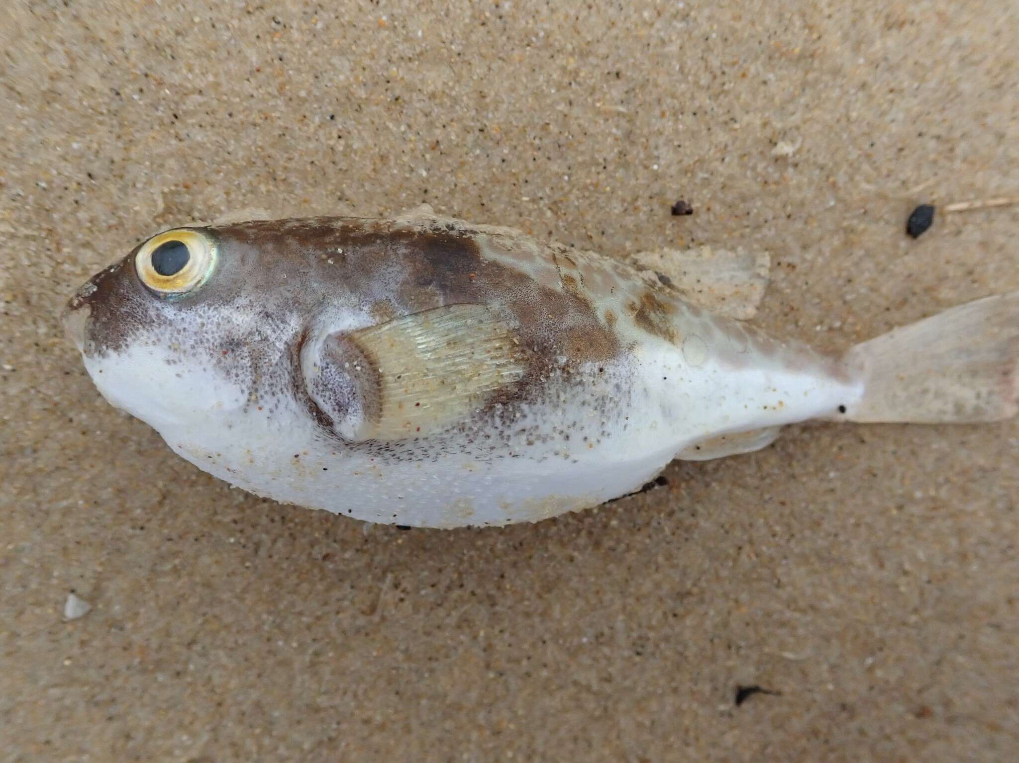 Image of Halstead's Toadfish