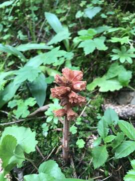 Image of Orobanche flava Mart.