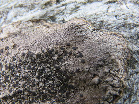 Image of fuscidea lichen