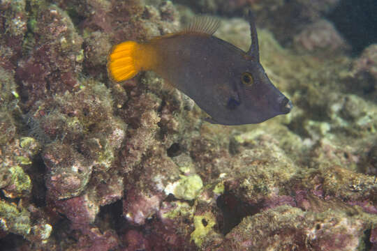 Image of Lacefin filefish