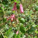 Passiflora orbiculata Cav. resmi