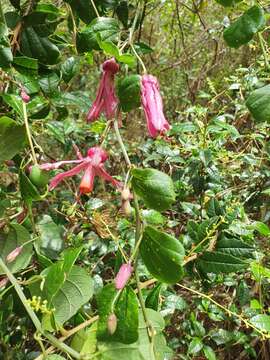 Passiflora orbiculata Cav.的圖片