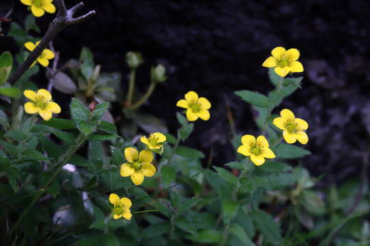 Image of Saxifraga hispidula D. Don