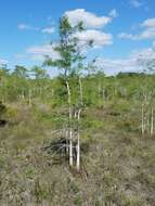 Image de Taxodium distichum var. imbricarium (Nutt.) Sarg.