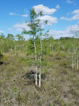 Image of Pond-Cypress