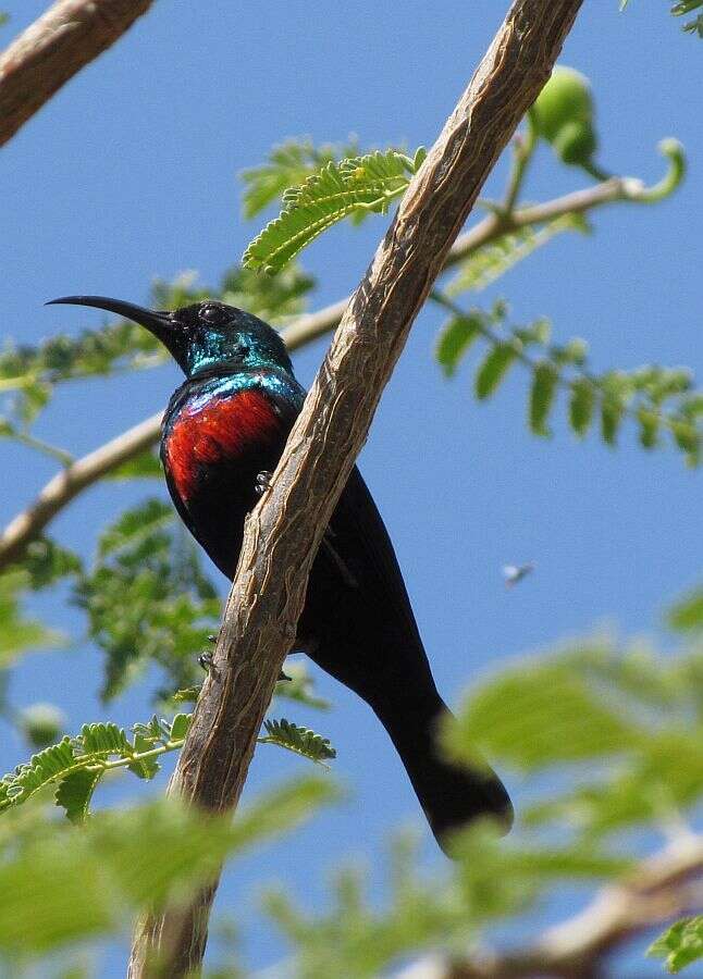 Image of Shining Sunbird