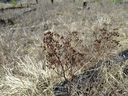 Image of Spiraea flexuosa Fisch. ex Cambess.