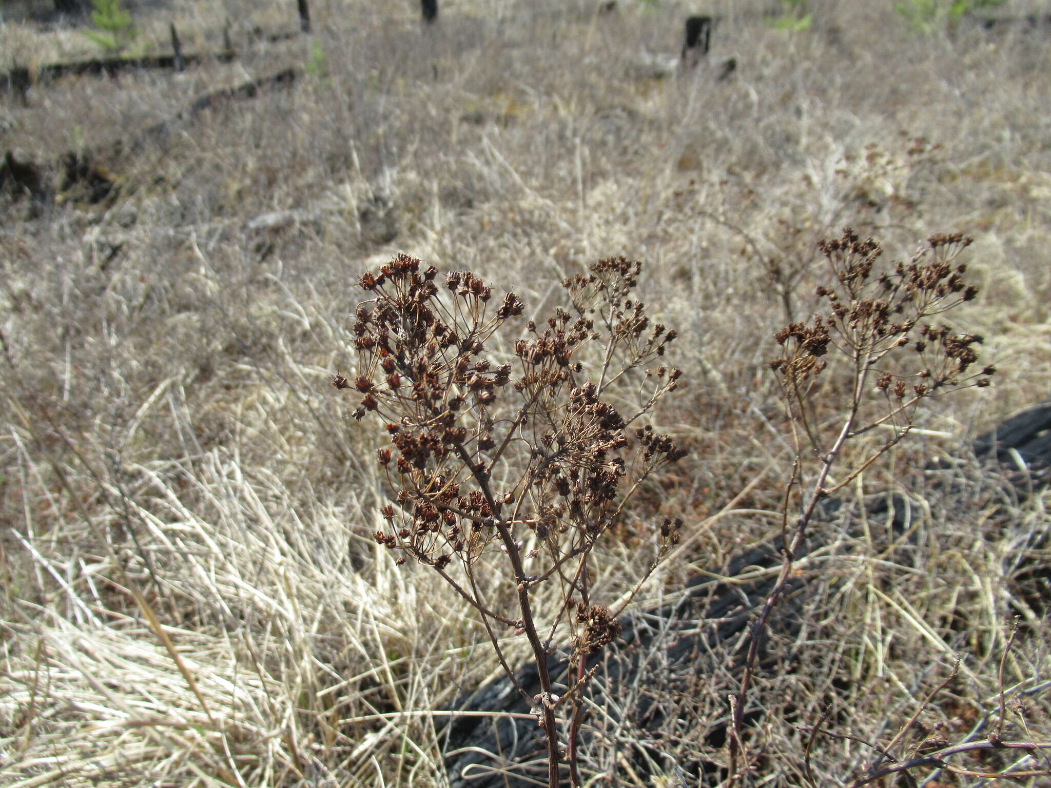 Image of Spiraea flexuosa Fisch. ex Cambess.