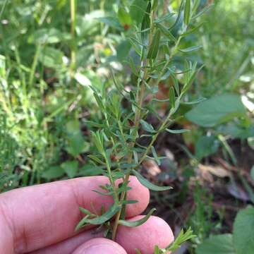 Image de Symphyotrichum trilineatum (Sch. Bip. ex Klatt) G. L. Nesom