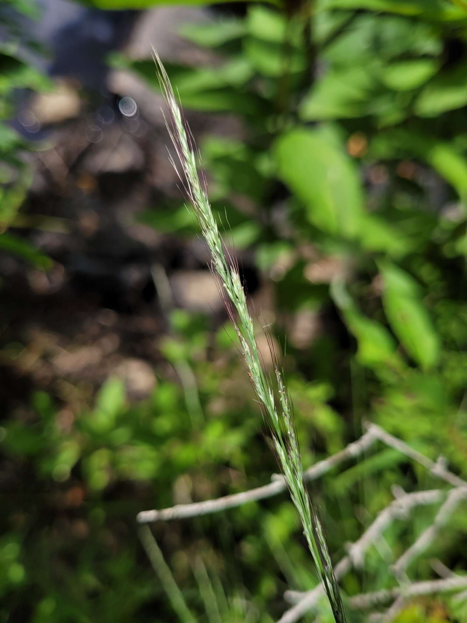 Image of Woodland Muhly