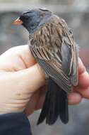 Image of Black-chinned Sparrow