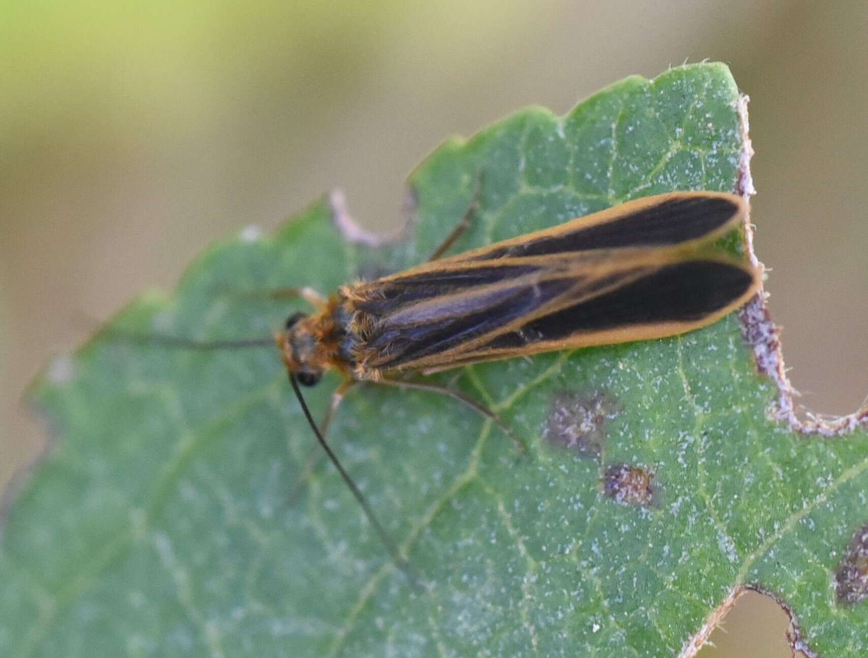 Image de Chimarra (Chimarra) marginata (Linnaeus 1767)