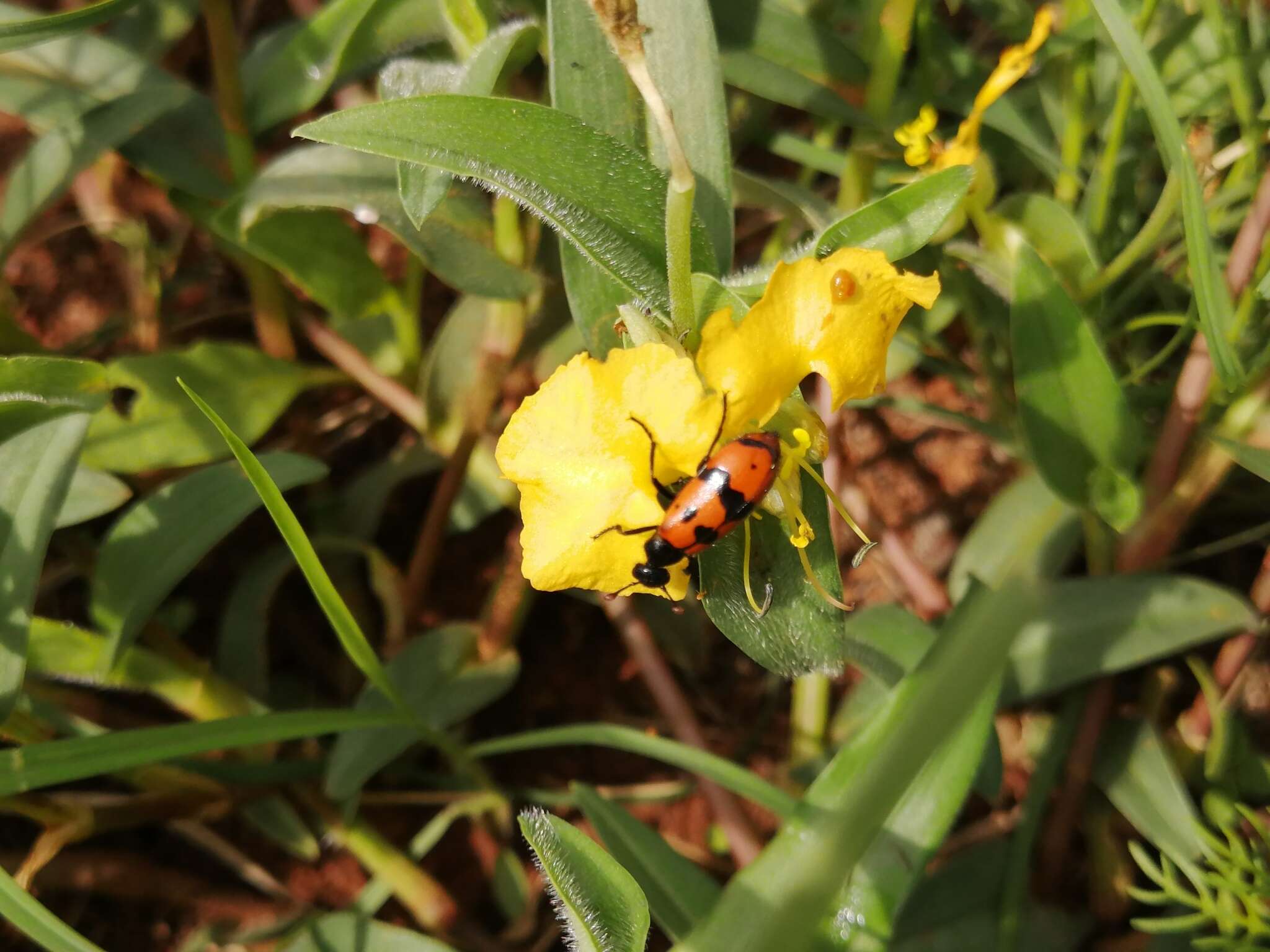 صورة <i>Actenodia chrysomelina</i>