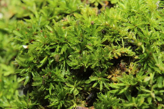 Image of Calymperastrum latifolium Stone 1986