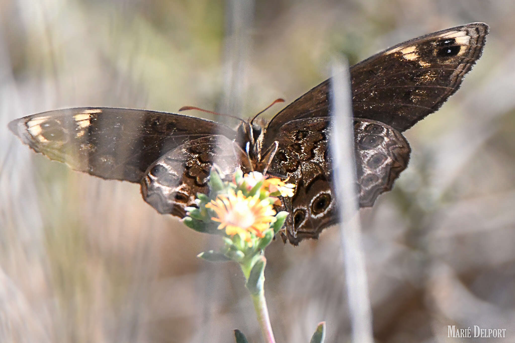 Imagem de Dira clytus eurina Quickelberge 1978