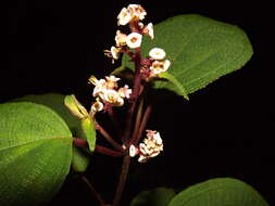 Image of Miconia asperrima Triana