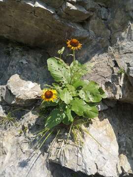 Imagem de Buphthalmum speciosissimum L.