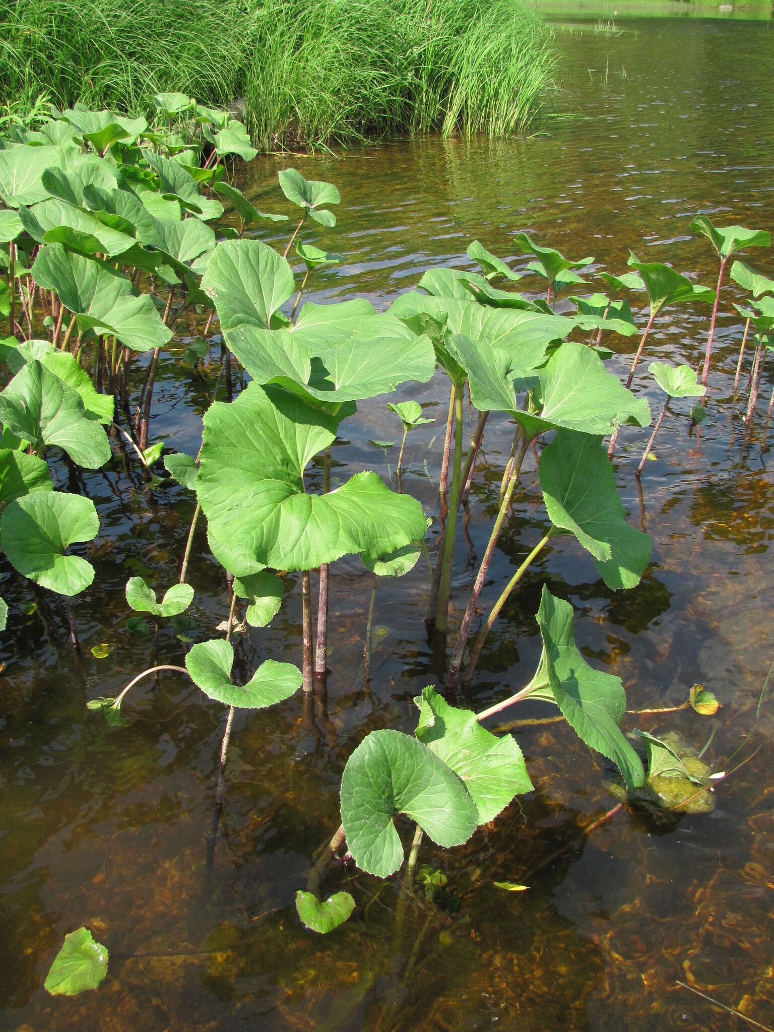 Слика од Petasites radiatus (Gmel.) J. Toman