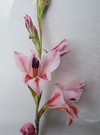 Imagem de Gladiolus serpenticola Goldblatt & J. C. Manning