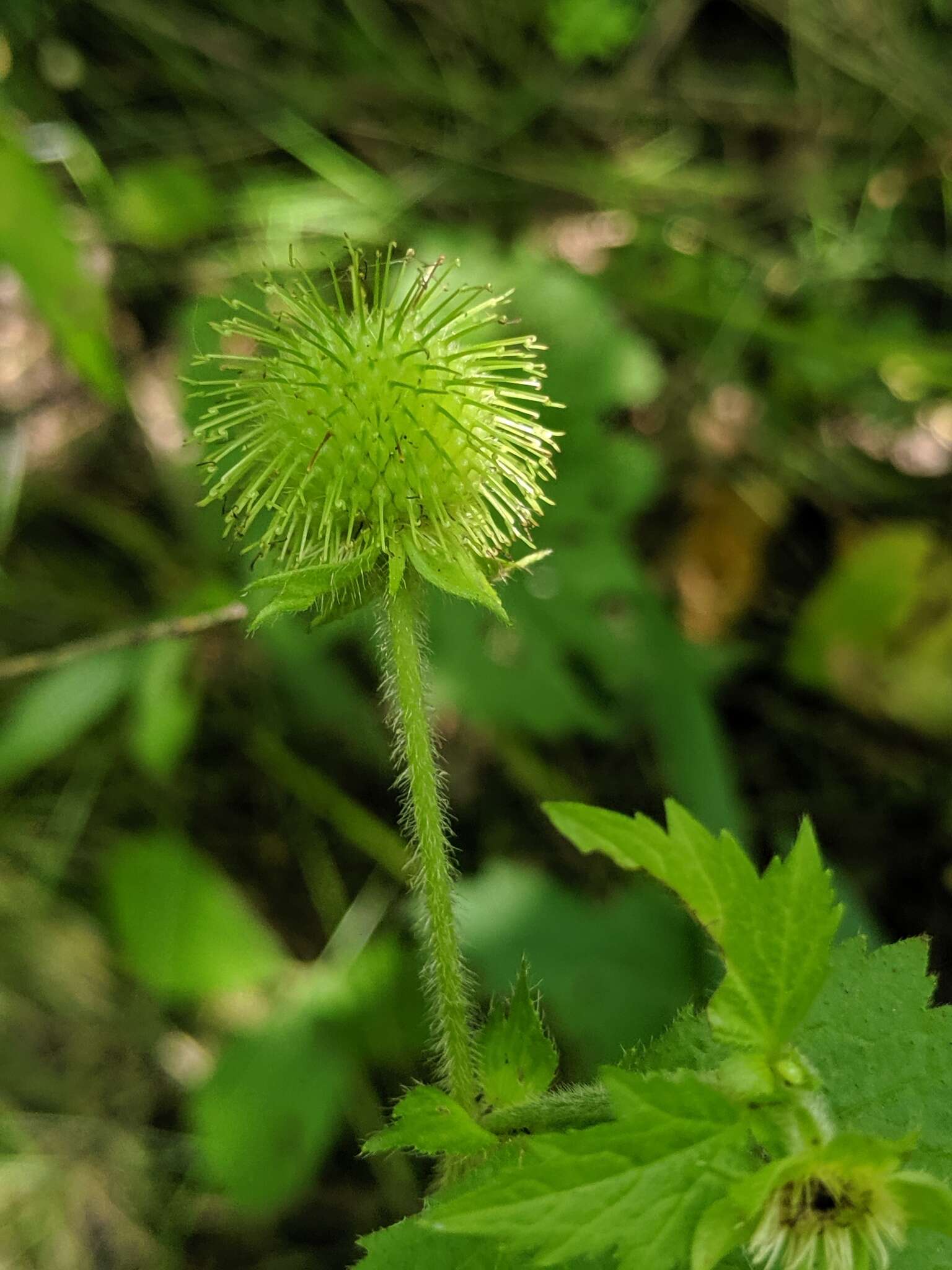 Image of rough avens