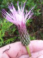 Imagem de Cirsium lecontei Torr. & A. Gray