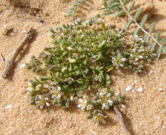 Imagem de Polycarpon succulentum (Del.) J. Gay