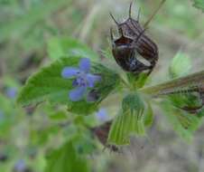 Image of Pignut