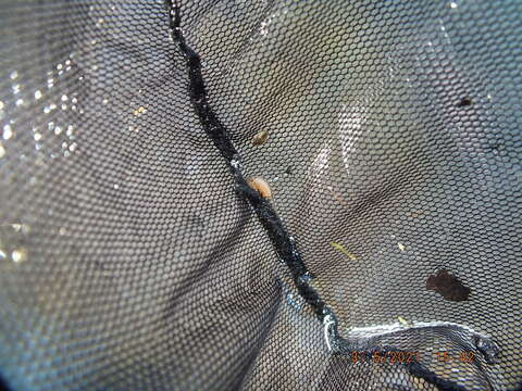 Image of Neglected Fairy Shrimp