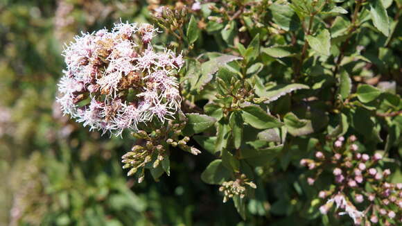 Image of Ageratina pentlandiana (DC.) R. King & H. Rob.