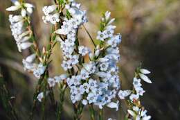 Image of Epacris obtusifolia Sm.