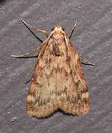 Image of Grease Moth