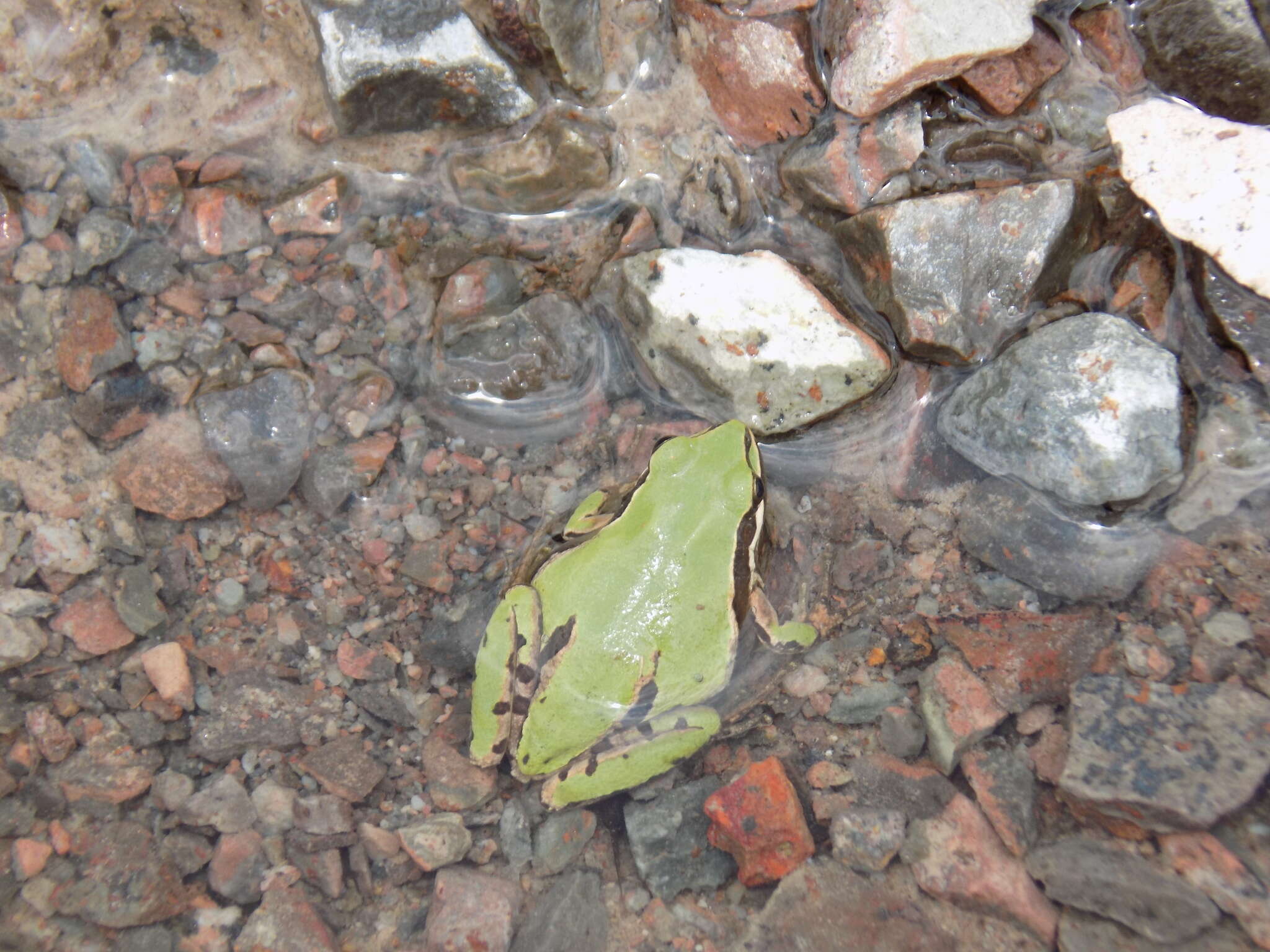 Image of Madrean Treefrog