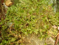 Image of Square-leaved Crestwort