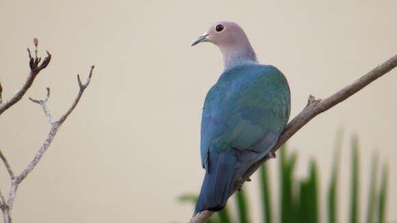 Image of Green Imperial Pigeon
