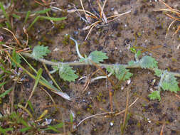 Image of Lobelia perpusilla Hook. fil.