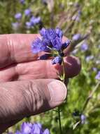 Image of California gilia