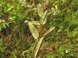 Image of winged lythrum